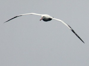 wandering albatros